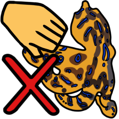 a blue-ringed octopus, drawn with black outline. to the left is a yellow hand and a red 'X' below it.